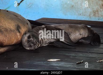 California SEA Lion Edith ha dato alla luce un giovane nello zoo di Zagabria. Il bambino leoni di mare ha quattro giorni ed è il settimo bambino dei leoni di mare della California Edith e Zaggy a Zagabria, Croazia il 02 luglio 2020. Foto: Josip Regovic/PIXSELL Foto Stock