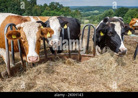 La famiglia Blazekovic di nove membri a Kric Gornji nel comune di Zrinski Topolovac ha una fattoria di mucche, bovini e vitelli, un totale di ottanta capi di bestiame Simmental e Holstein. Le mucche stanno pascolando nei prati sotto la casa dalla primavera alla fine dell'autunno. Oltre all'allevamento di bovini, sono anche impegnati nell'agricoltura, quindi coltivano 27 ettari di terreno. Tijana e Darko hanno sette figlie (Lana, Larisa, Lucia, Lara, Lena i Lota più giovane) e tutti amano dimezzare i loro genitori tranne i più giovani. In Kroz Gornji, Croazia su 24. Luglio, 2020. Foto: Tomislav Miletic/PIXSELL Foto Stock