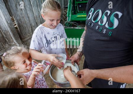 La famiglia Blazekovic di nove membri a Kric Gornji nel comune di Zrinski Topolovac ha una fattoria di mucche, bovini e vitelli, un totale di ottanta capi di bestiame Simmental e Holstein. Le mucche stanno pascolando nei prati sotto la casa dalla primavera alla fine dell'autunno. Oltre all'allevamento di bovini, sono anche impegnati nell'agricoltura, quindi coltivano 27 ettari di terreno. Tijana e Darko hanno sette figlie (Lana, Larisa, Lucia, Lara, Lena i Lota più giovane) e tutti amano dimezzare i loro genitori tranne i più giovani. In Kroz Gornji, Croazia su 24. Luglio, 2020. Foto: Tomislav Miletic/PIXSELL Foto Stock