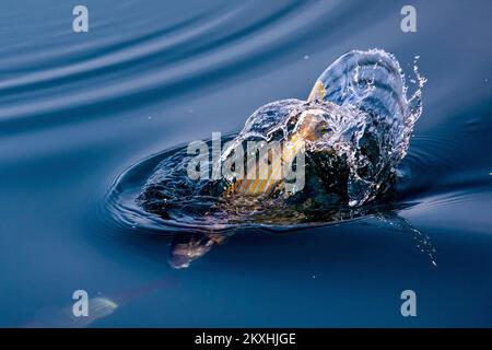 Sarpa salpa pesce è raffigurato come lei salta fuori dal mare il 10 settembre 2020 a Pola, Croazia. Il pesce è conosciuto comunemente come il pesce sognante, salema, porco salema, orata di mucca o ordigno. Foto: Srecko Niketic/PIXSELL Foto Stock