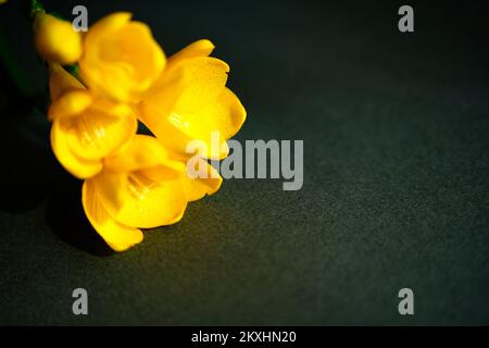 Primo piano dei fiori gialli di Fesia con spazio per il testo. Foto Stock