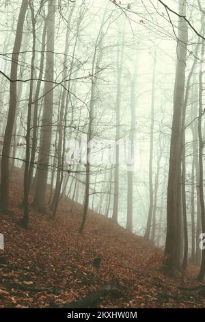 Misteriosa foresta in nebbia. Eerie foresta nel mese di novembre. Concetto di criminalità e suspense. Foto Stock