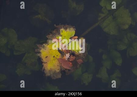 Foglie di Spadderdock in autunno, una ancora galleggiante, le altre sommerse in acqua scura Foto Stock