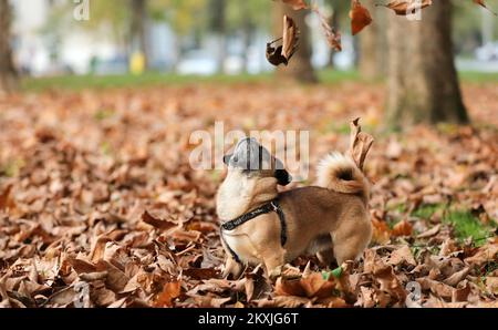 Ted, un piccolo cane della razza Pekingese si vede divertire a giocare con foglie secche in un vicino parco, a Zagabria, Croazia, il 06 novembre 2020. Foto: Emica Elvedji/PIXSELL Foto Stock