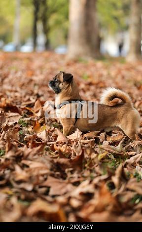 Ted, un piccolo cane della razza Pekingese si vede divertire a giocare con foglie secche in un vicino parco, a Zagabria, Croazia, il 06 novembre 2020. Foto: Emica Elvedji/PIXSELL Foto Stock
