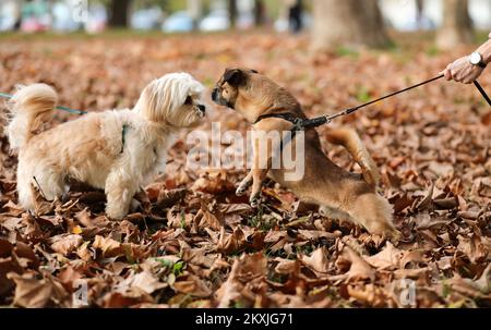 Ted, un piccolo cane della razza Pekingese si vede divertire a giocare con foglie secche in un vicino parco, a Zagabria, Croazia, il 06 novembre 2020. Foto: Emica Elvedji/PIXSELL Foto Stock