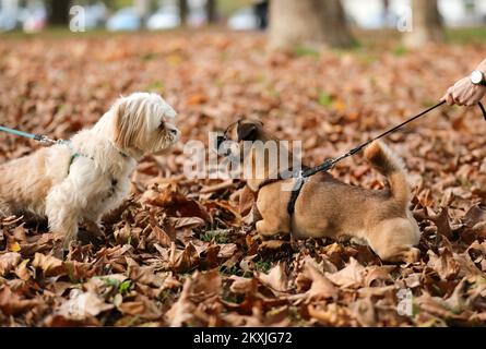 Ted, un piccolo cane della razza Pekingese si vede divertire a giocare con foglie secche in un vicino parco, a Zagabria, Croazia, il 06 novembre 2020. Foto: Emica Elvedji/PIXSELL Foto Stock