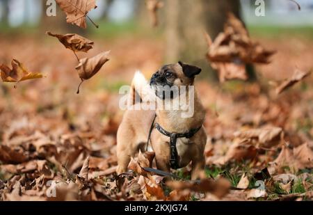 Ted, un piccolo cane della razza Pekingese si vede divertire a giocare con foglie secche in un vicino parco, a Zagabria, Croazia, il 06 novembre 2020. Foto: Emica Elvedji/PIXSELL Foto Stock