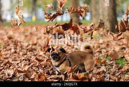 Ted, un piccolo cane della razza Pekingese si vede divertire a giocare con foglie secche in un vicino parco, a Zagabria, Croazia, il 06 novembre 2020. Foto: Emica Elvedji/PIXSELL Foto Stock