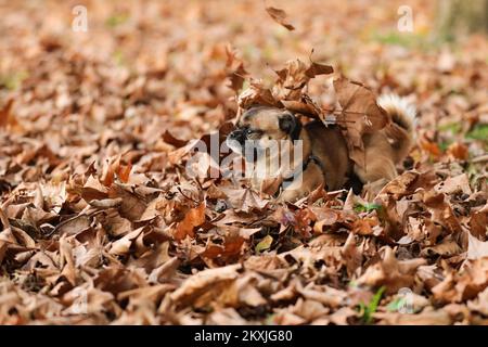 Ted, un piccolo cane della razza Pekingese si vede divertire a giocare con foglie secche in un vicino parco, a Zagabria, Croazia, il 06 novembre 2020. Foto: Emica Elvedji/PIXSELL Foto Stock