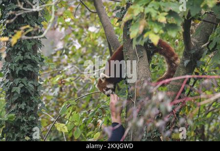 Giornata internazionale del panda rosso presso lo zoo di Zagabria, Zagabria, Croazia, il 8 novembre 2020. Foto: Sandra Simunovic/PIXSELL Foto Stock