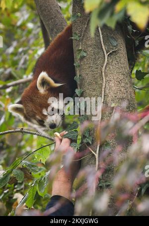 Giornata internazionale del panda rosso presso lo zoo di Zagabria, Zagabria, Croazia, il 8 novembre 2020. Foto: Sandra Simunovic/PIXSELL Foto Stock