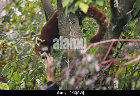 Giornata internazionale del panda rosso presso lo zoo di Zagabria, Zagabria, Croazia, il 8 novembre 2020. Foto: Sandra Simunovic/PIXSELL Foto Stock