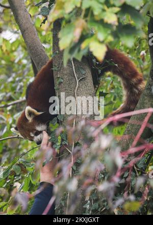 Giornata internazionale del panda rosso presso lo zoo di Zagabria, Zagabria, Croazia, il 8 novembre 2020. Foto: Sandra Simunovic/PIXSELL Foto Stock