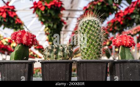 Vari cactus colorati sullo scaffale nella serra. Piccoli cactus decorativi in pentole di diversi tipi. Piante sfondo Foto Stock