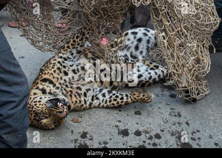 Srinagar, India. 29th Nov 2022. Un leopardo si trova sedato all'interno di una rete dopo essere stato catturato durante l'operazione di salvataggio dalla squadra di fauna selvatica a Chadoora Budgam. Gli ufficiali della fauna selvatica hanno detto che il leopardo aveva preso riparo sotto un veicolo, generando panico tra i residenti, più tardi un gruppo di esperti tranquillizzò il leopardo e lo ha spostato in un santuario sicuro. (Foto di Faisal Bashir/SOPA Images/Sipa USA) Credit: Sipa USA/Alamy Live News Foto Stock