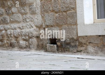 La foto scattata il 22 gennaio 2021 mostra il foro di irrigazione, ciotola di pietra nella parete della facciata in via Sibenik città vecchia, con segno latino AMOR D CANI. Buco è fatto per fornire acqua potabile per cani (e gatti) ed è regolarmente riempito di acqua. Ciotola di pietra sono stati creati nel 16th ° secolo Foto: Dusko Jaramaz/PIXSELL Foto Stock