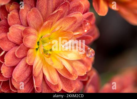 Macro foto di un fiore di dahlia con profondità di campo poco profonda. Foto Stock