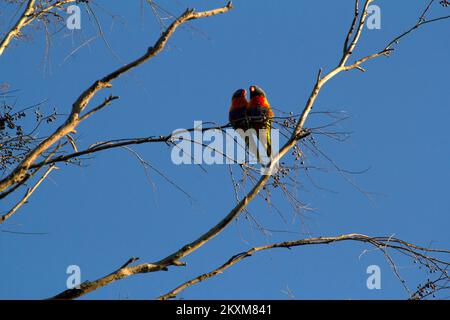 Un paio di corikeets arcobaleno (Trichoglossus moluccanus) che si erodono sul ramo di un albero a Sydney, NSW, Australia (Photo by Tara Chand Malhotra) Foto Stock