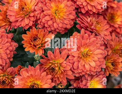 Macro foto di un fiore di dahlia con profondità di campo poco profonda. Foto Stock