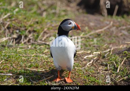 I puffini in bill toccando il corteggiamento Foto Stock