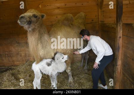 Cammello Dina con il suo primo cucciolo nello ZOO privato 'Sahara Croato' a Djurdjevac, Croazia il 26. Aprile, 2021. Il cucciolo pesa 30 kg e il nome sarà scelto dai cittadini di Djurdjevac. Foto: Damir Spehar/PIXSELL Foto Stock