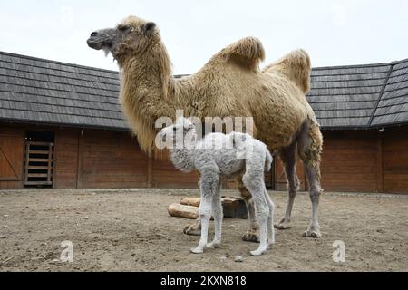 Cammello Dina con il suo primo cucciolo nello ZOO privato 'Sahara Croato' a Djurdjevac, Croazia il 26. Aprile, 2021. Il cucciolo pesa 30 kg e il nome sarà scelto dai cittadini di Djurdjevac. Foto: Damir Spehar/PIXSELL Foto Stock