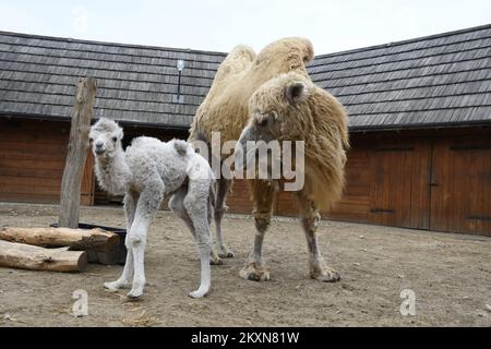 Cammello Dina con il suo primo cucciolo nello ZOO privato 'Sahara Croato' a Djurdjevac, Croazia il 26. Aprile, 2021. Il cucciolo pesa 30 kg e il nome sarà scelto dai cittadini di Djurdjevac. Foto: Damir Spehar/PIXSELL Foto Stock