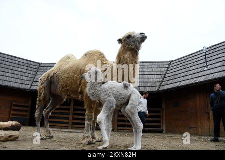 Cammello Dina con il suo primo cucciolo nello ZOO privato 'Sahara Croato' a Djurdjevac, Croazia il 26. Aprile, 2021. Il cucciolo pesa 30 kg e il nome sarà scelto dai cittadini di Djurdjevac. Foto: Damir Spehar/PIXSELL Foto Stock