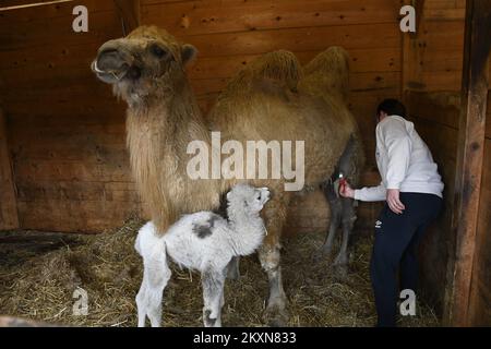 Cammello Dina con il suo primo cucciolo nello ZOO privato 'Sahara Croato' a Djurdjevac, Croazia il 26. Aprile, 2021. Il cucciolo pesa 30 kg e il nome sarà scelto dai cittadini di Djurdjevac. Foto: Damir Spehar/PIXSELL Foto Stock