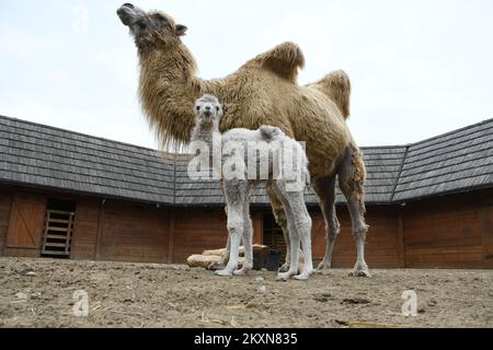 Cammello Dina con il suo primo cucciolo nello ZOO privato 'Sahara Croato' a Djurdjevac, Croazia il 26. Aprile, 2021. Il cucciolo pesa 30 kg e il nome sarà scelto dai cittadini di Djurdjevac. Foto: Damir Spehar/PIXSELL Foto Stock