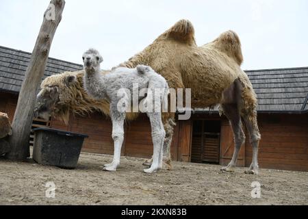 Cammello Dina con il suo primo cucciolo nello ZOO privato 'Sahara Croato' a Djurdjevac, Croazia il 26. Aprile, 2021. Il cucciolo pesa 30 kg e il nome sarà scelto dai cittadini di Djurdjevac. Foto: Damir Spehar/PIXSELL Foto Stock