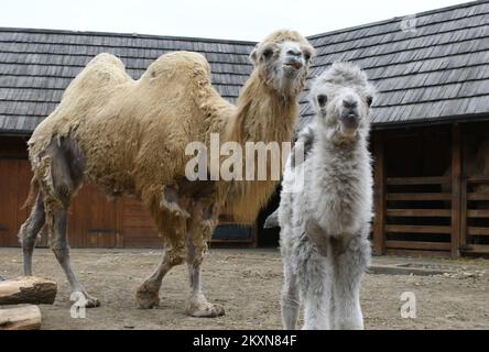 Cammello Dina con il suo primo cucciolo nello ZOO privato 'Sahara Croato' a Djurdjevac, Croazia il 26. Aprile, 2021. Il cucciolo pesa 30 kg e il nome sarà scelto dai cittadini di Djurdjevac. Foto: Damir Spehar/PIXSELL Foto Stock