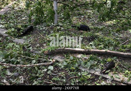 Uccelli morti nel Parco Zvecevo di Pozega, Croazia il 26 giugno 2021. Nella forte tempesta di ieri nella contea di Pozega-Slavonia, che è stata accompagnata da una forte tempesta di grandine delle dimensioni di un noce, molti uccelli sono stati uccisi. Foto: Ivica Galovic/PIXSELL Foto Stock