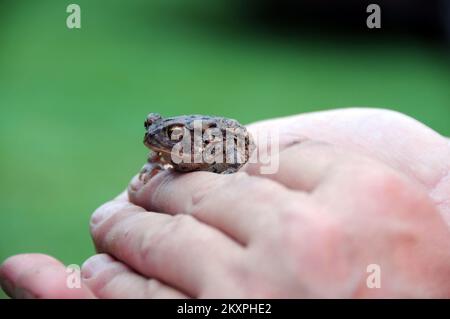 Un HoustonToad in mano. Texas Wildfire. Fotografie relative a disastri e programmi, attività e funzionari di gestione delle emergenze Foto Stock