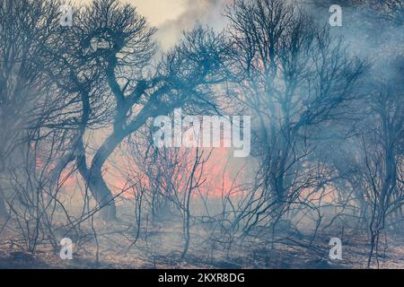 12 agosto 2021, Pola - Un incendio scoppiò nelle più ampie vicinanze di Pola, più precisamente tra Sikici e Skatari, che si estinguette con successo con l'aiuto di pompieri di Pola, Medulin, Fazana, Galizana e altri DVD, e infine canadesi. Foto: Srecko Niketic/PIXSELL Foto Stock