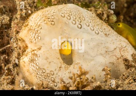 Questo piccolo goby giallo del corallo, Gobiodon okinawae, ha selezionato il test o lo scheletro di un riccio del cuore per una casa, Filippine. Foto Stock