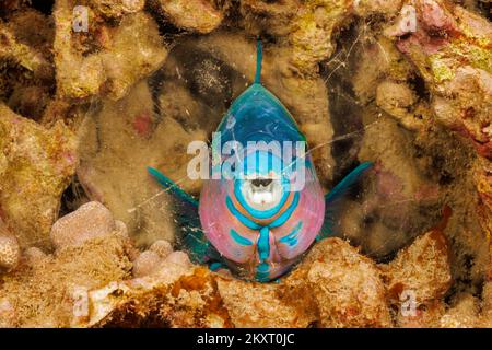 La fase terminale o finale di un parroto palenoso, Scarus psittacus, Hawaii. Questo individuo è stato fotografato durante la notte dormendo in un cocoon muco w Foto Stock