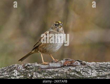 Golden-crowned Sparrow, Sacramento California USA Foto Stock