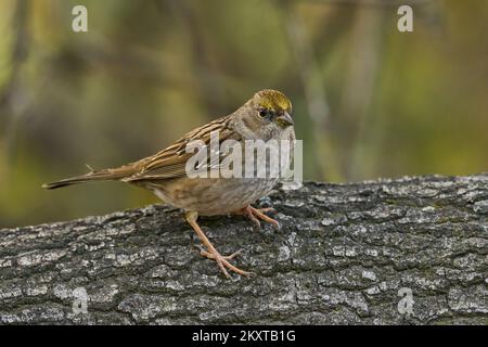 Golden-crowned Sparrow, Sacramento California USA Foto Stock