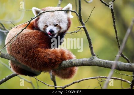 Un panda rosso può essere visto sul ramo della sua residenza nello Zoo di Zagabria. Oggi si celebra la Giornata Internazionale del Panda Rosso, a Peruca, in Croazia, il 07 novembre 2021. Foto: Matija Habljak/PIXSELL Foto Stock
