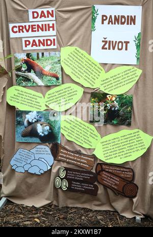 Un panda rosso può essere visto sul ramo della sua residenza nello Zoo di Zagabria. Oggi si celebra la Giornata Internazionale del Panda Rosso, a Peruca, in Croazia, il 07 novembre 2021. Foto: Matija Habljak/PIXSELL Foto Stock