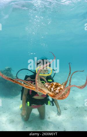 Cauta e al tempo stesso curioso, un subacqueo (MR) ottiene una buona occhiata a un giorno di polpo, Octopus cyanea, Rarotonga Isole Cook. Foto Stock