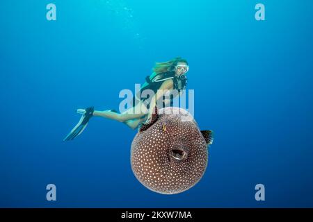 Un subacqueo (MR) ottiene un occhiata a un faraone pufferfish, Arothron meleagris, Yap, Micronesia. Foto Stock