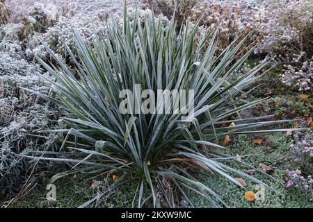 Palma di Yucca coperta di gelo. Prima gelate. Foto Stock