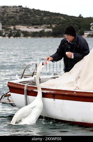 Un pescatore alimenta un cigno dalla sua barca a Sibenik, Croazia il 5 dicembre 2021. Un cigno ha perso la sua ragazza 6 anni fa e ha trovato un amico nel pescatore, che non vuole dargli un nome, perché il cigno viene a prendere il suo cibo e socializzare non appena sente la barca. Foto: Dusko Jaramaz/PIXSELL Foto Stock