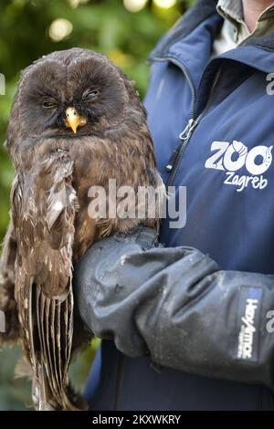 Due gufi feriti si stanno riprendendo allo zoo di Zagabria. I gufi ritorneranno alla natura quando si riprenderanno, a Zagabria, in Croazia, il 1 dicembre 2021. Foto: Sandra Simunovic/PIXSELL Foto Stock