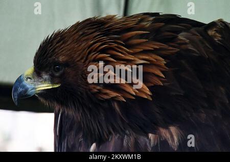 Allevatori e cacciatori che cacciano con aquile d'oro si sono riuniti a Nova Gradiska, Croazia, il 1 dicembre 2021. Foto: Ivica Galovic/ PIXSELL Foto Stock