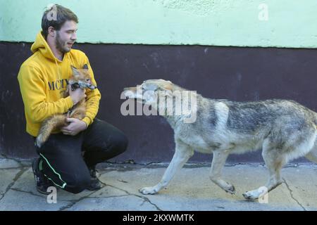 Jasmin Kunisanac con una volpe e un cane mentre giocano a Vinogradac, Croazia, il 17 dicembre 2021. Jasmin Kunisanac di Vinogradac ha adottato animali molto insoliti, la volpe Masa e il cane come, che sembra un lupo. Jasmine adottò la volpe dopo che fu trovata senza sua madre, e lei era la dimensione di una palma. Fox Masa e il cane sono diventati presto i migliori amici, ed è per questo che spesso giocano insieme. Foto: Dubravka Petric/PIXSELL Jasmin Kunisanac gioca con il suo cane come e la volpe Masa nella casa della famiglia Kunisanac a Vinogradac, Croazia il 17 dicembre 2021. Jasmin Kunisanac da Vinogradac ha adop Foto Stock