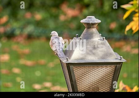 Pigeon appollaiato sulla cima di un lampione mentre si guarda a lato in un parco pubblico Foto Stock